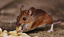 24 Hour & Emergency Exterminators in Pleasantville, NJ